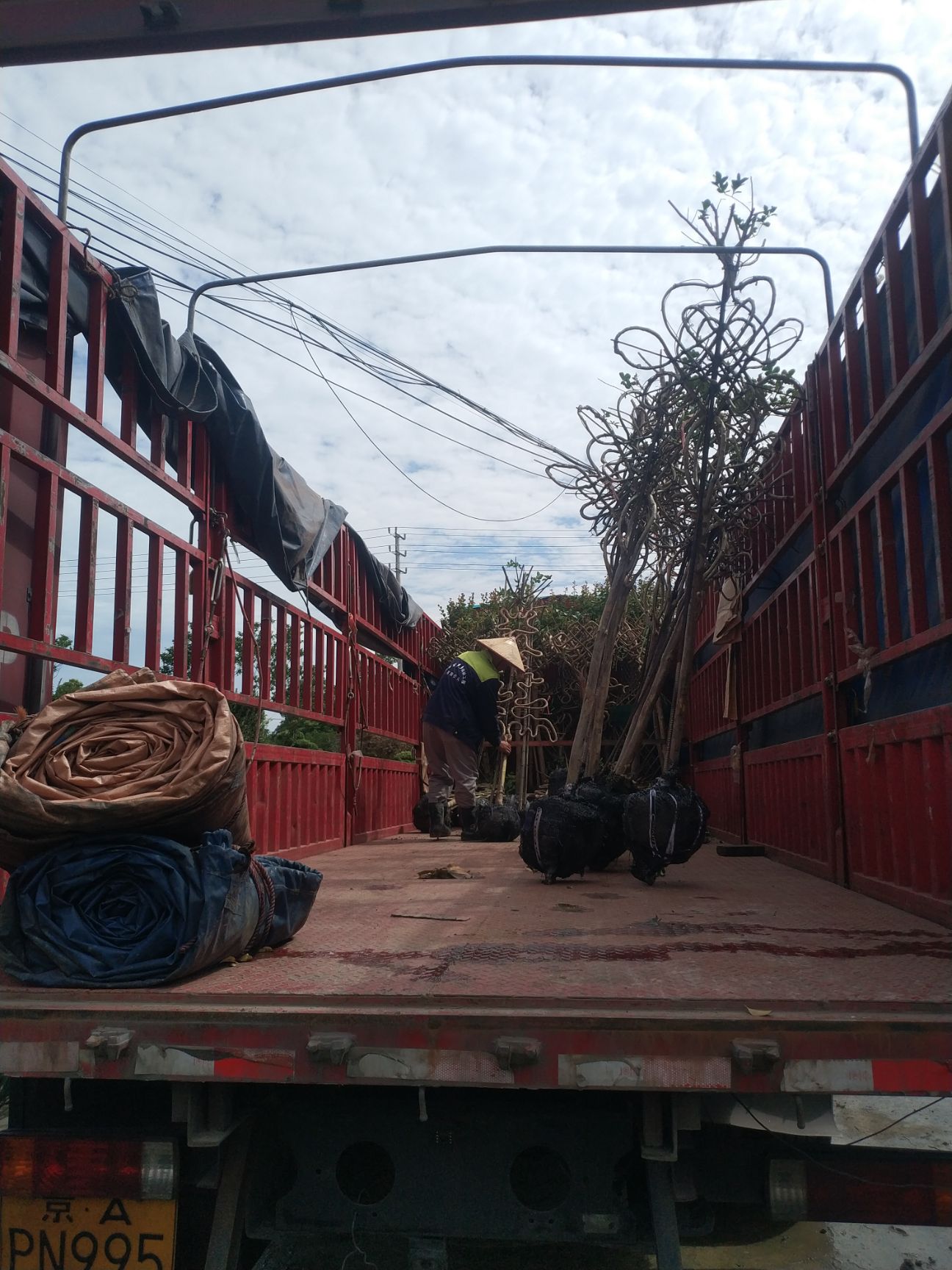 红花紫薇 中国结，5年中国结，愈合中国结。熟苗中国结。