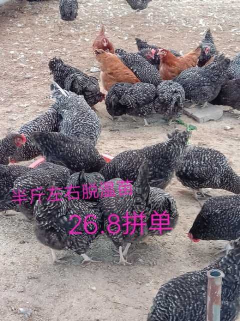沭阳县芦花鸡3－4斤，汶上芦花鸡脱温苗，白红芦花鸡芦出壳苗，脱温苗