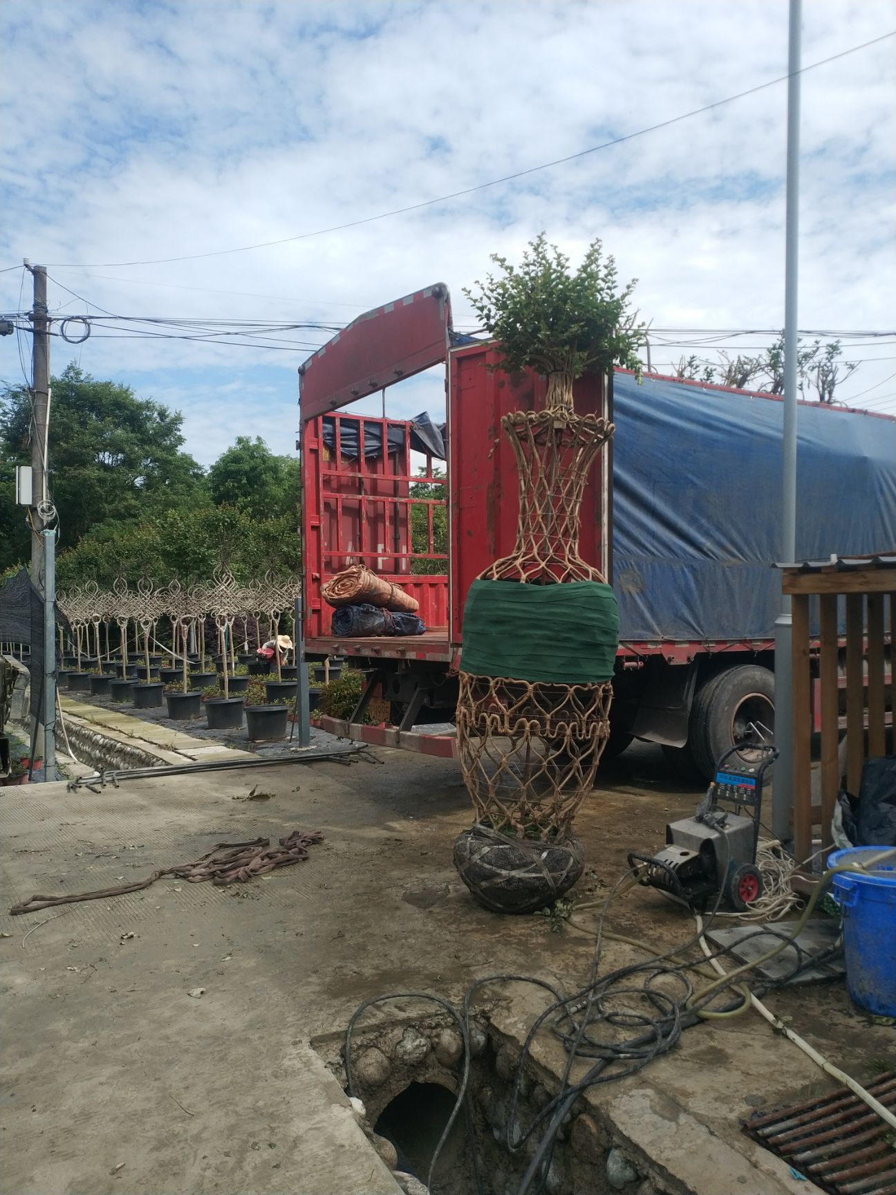 红花紫薇 中国结，5年中国结，愈合中国结。熟苗中国结。