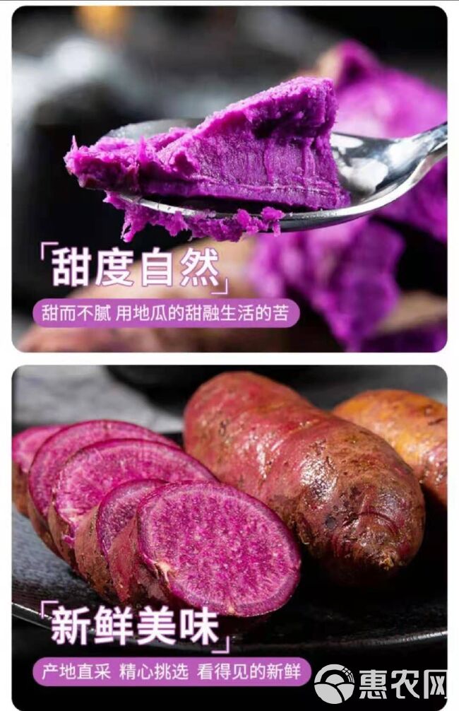 紫罗兰紫薯  【紫薯现货秒发】山东紫薯大果新鲜小薯紫心红薯5