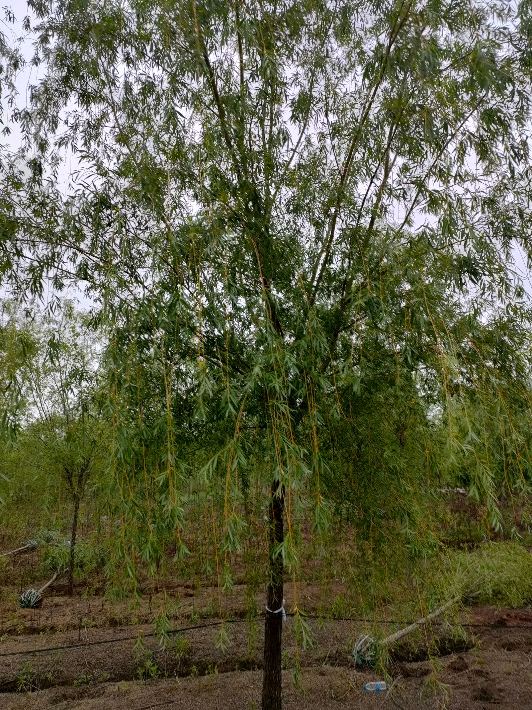 垂柳，金丝垂柳