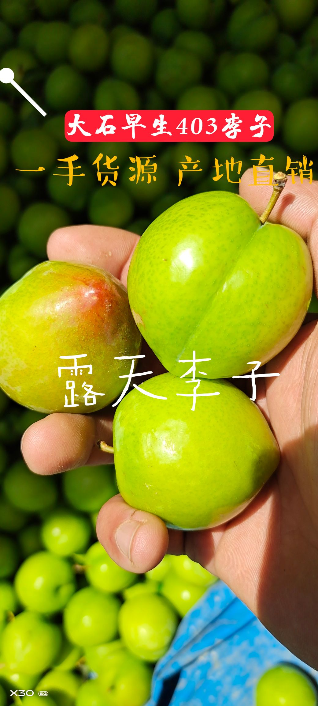 李子 河南露天大石早生李子 产地直销 保质保量代发一条龙服务