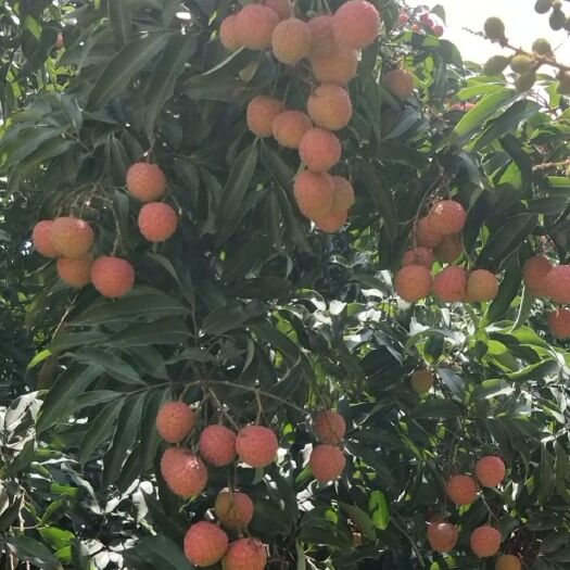 廉江市妃子笑荔枝 找收购商荔枝