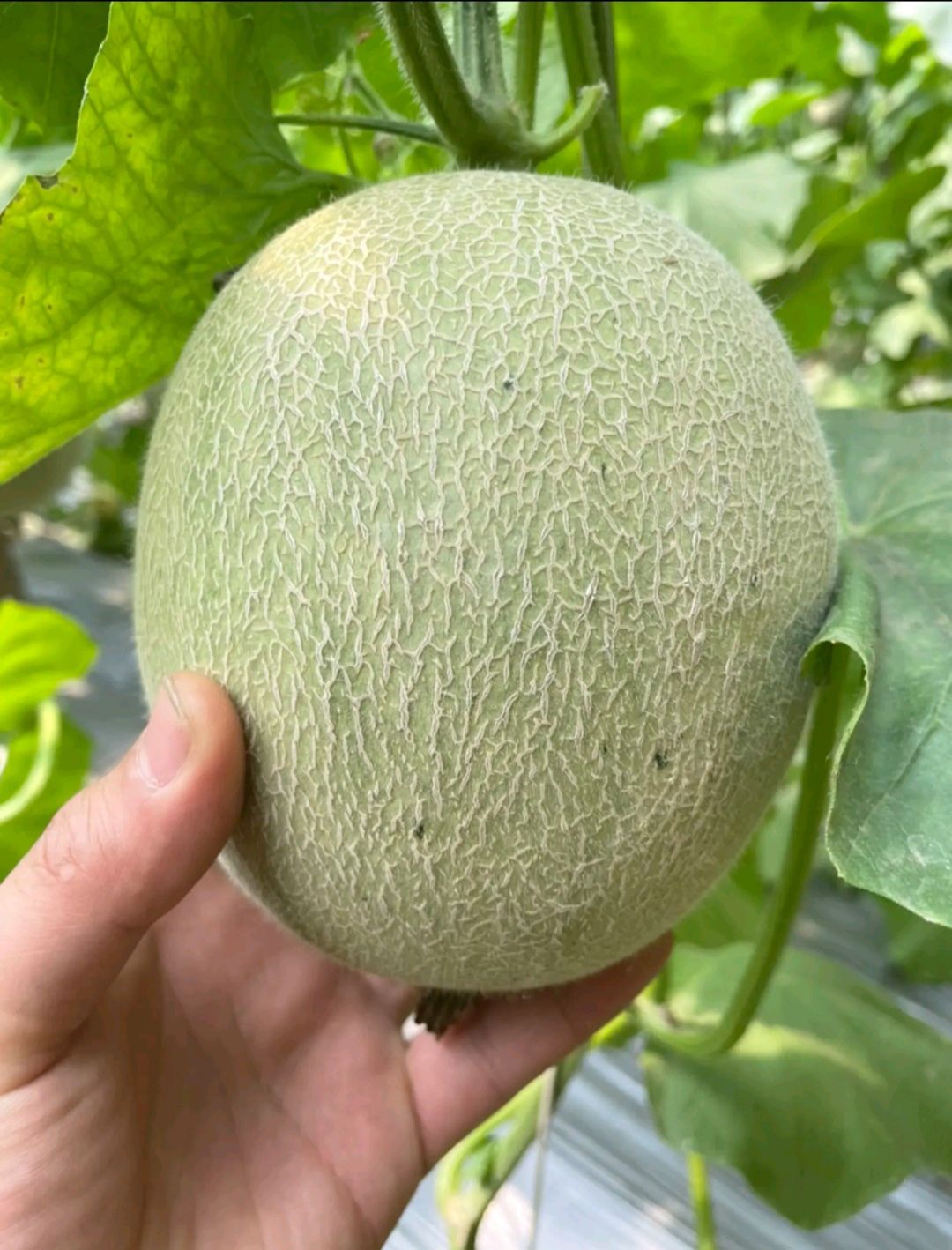 网纹瓜  精品鲁厚甜蜜瓜 香甜多汁 脆蜜，玲珑蜜瓜。大量上市