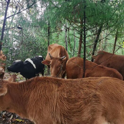 屏山县 大量出售高山放养山牛，肉质鲜美，可遇不可求，需要的联系