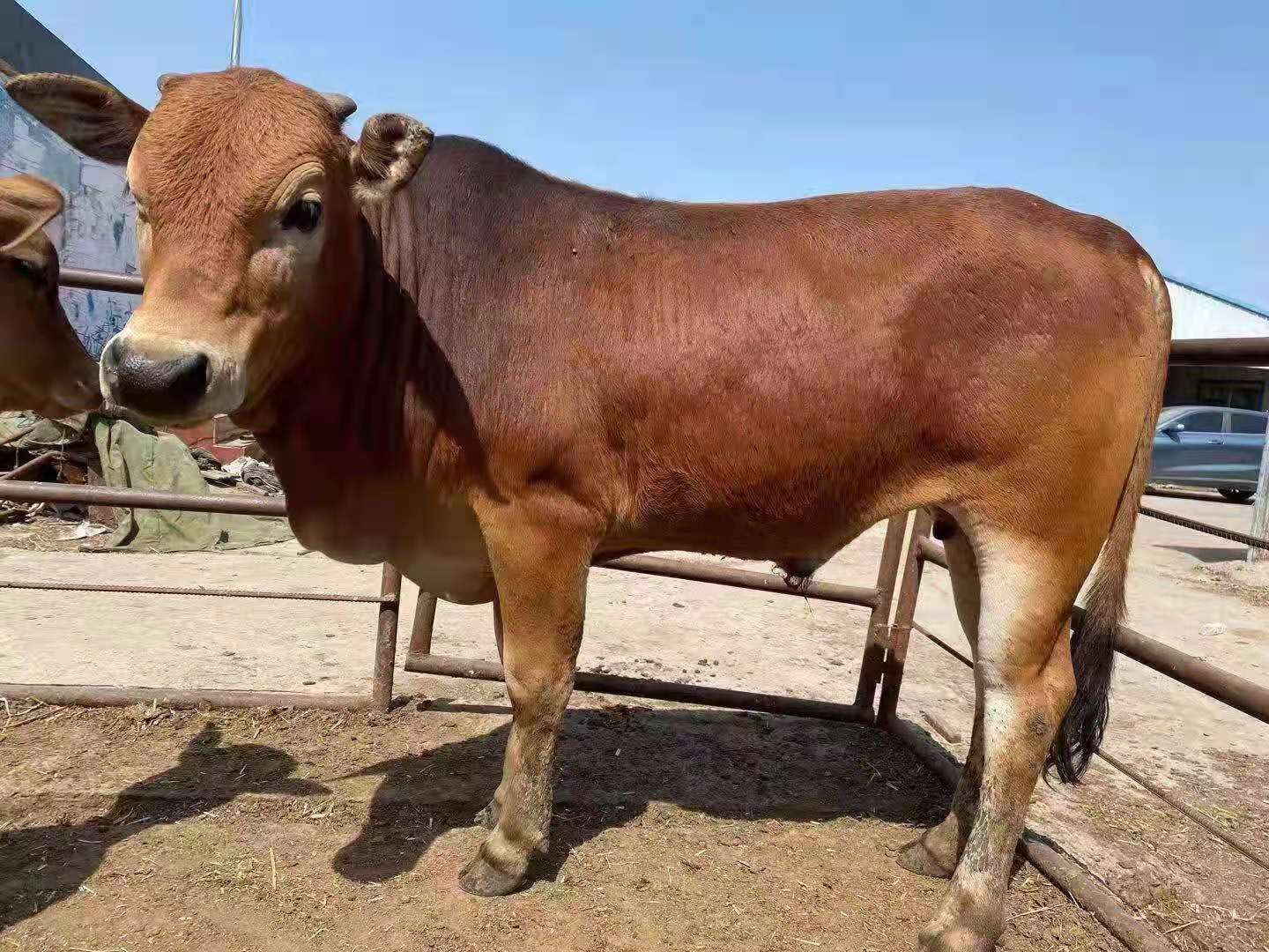 肉牛  西门塔尔牛犊 厂家直供 免费送货 技术支持售后齐全