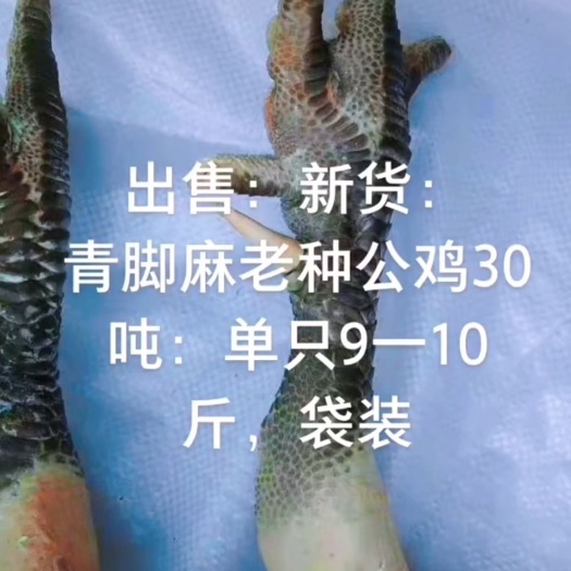阳谷县白条鸡 青脚大公鸡，老公鸡，
