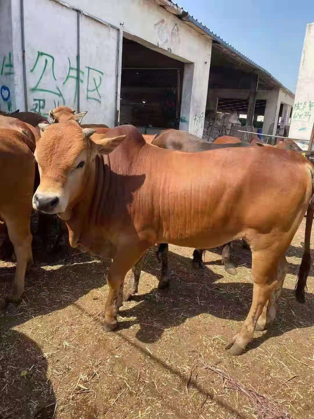 肉牛  西门塔尔牛犊 厂家直供 免费送货 技术支持售后齐全