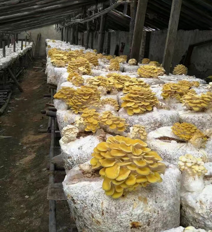 黄蘑，榆黄蘑，鸡油菌，黄蘑干，产地批发，保质保量。
