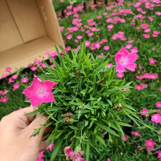 青州市 精品石竹 双色盆 营养杯 欧石竹