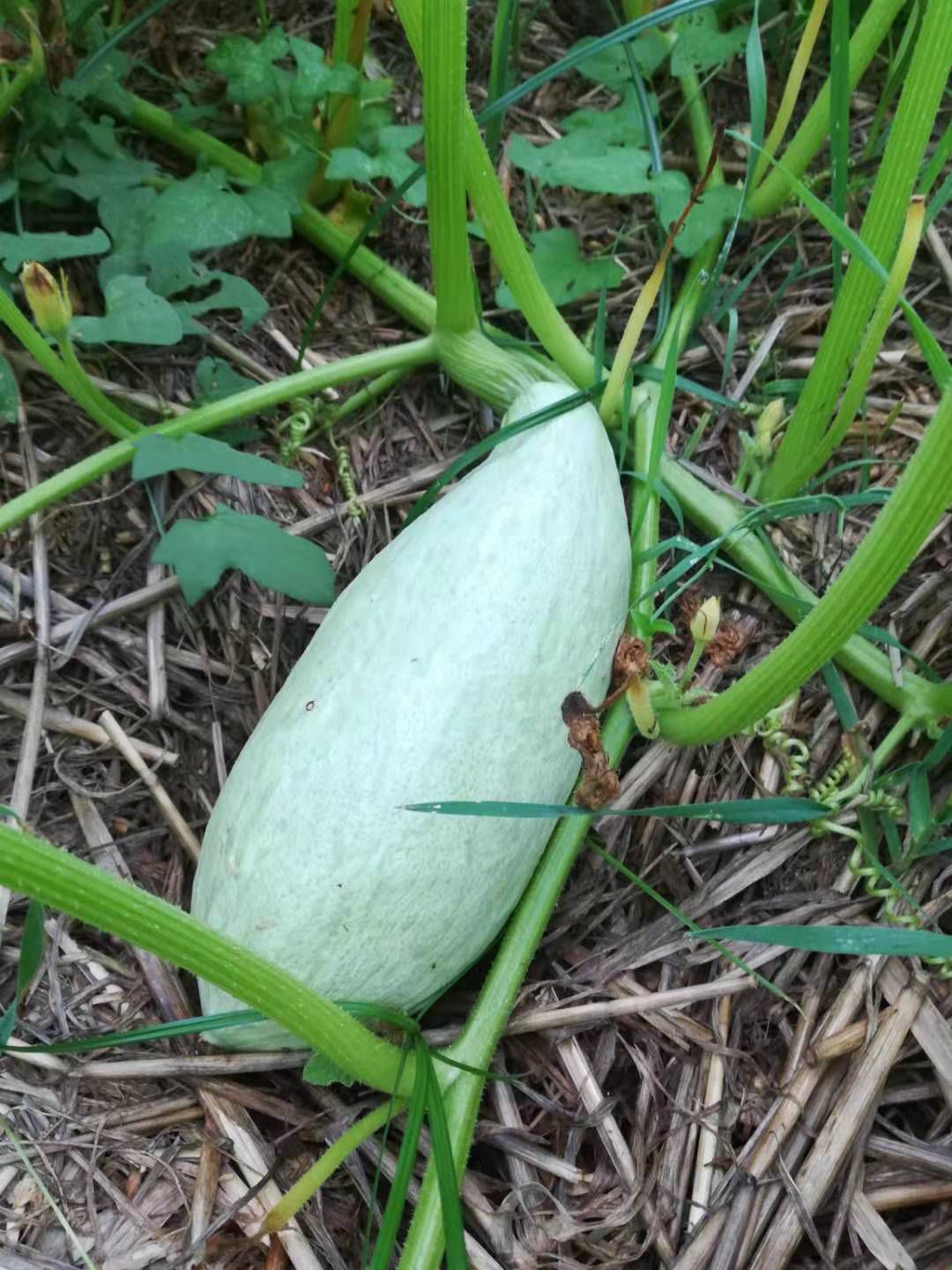 南瓜种子  蜜瓜种子批发，丑瓜种子批发