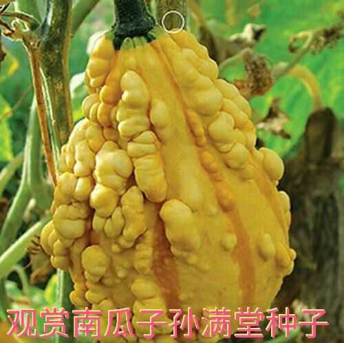 观赏玩具南瓜种子 仿古瓜种子