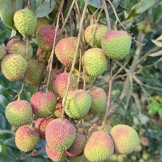 灵山县妃子笑荔枝 广西壮族自治区钦州市灵山县 特级果 