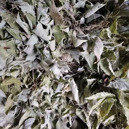 略阳县箭叶淫羊藿  绒毛淫羊藿新货