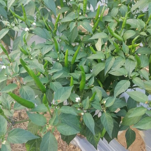 德保县小米椒  天骄928
