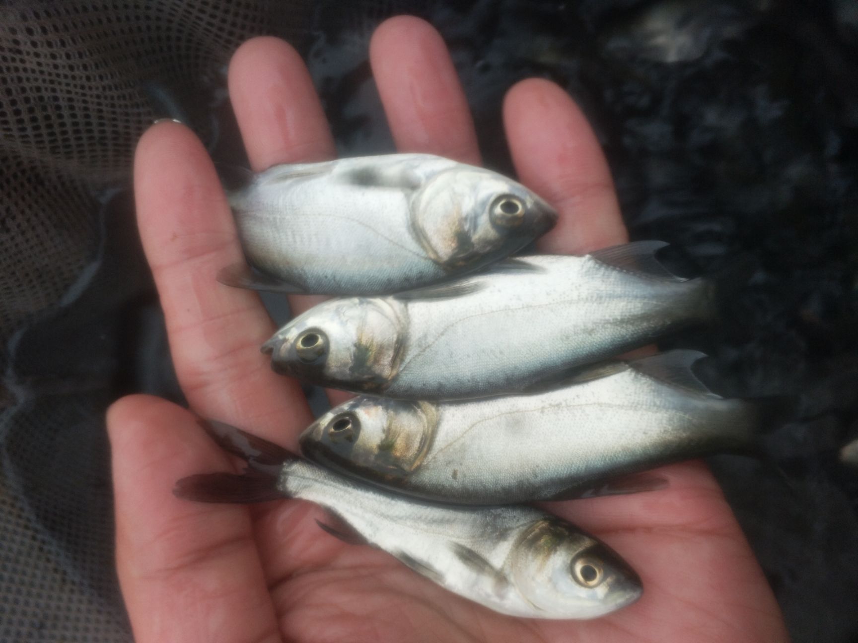 四川鲢鱼苗热销花白鲢鱼苗 放养鱼塘 鱼场直销批发 包运输下塘