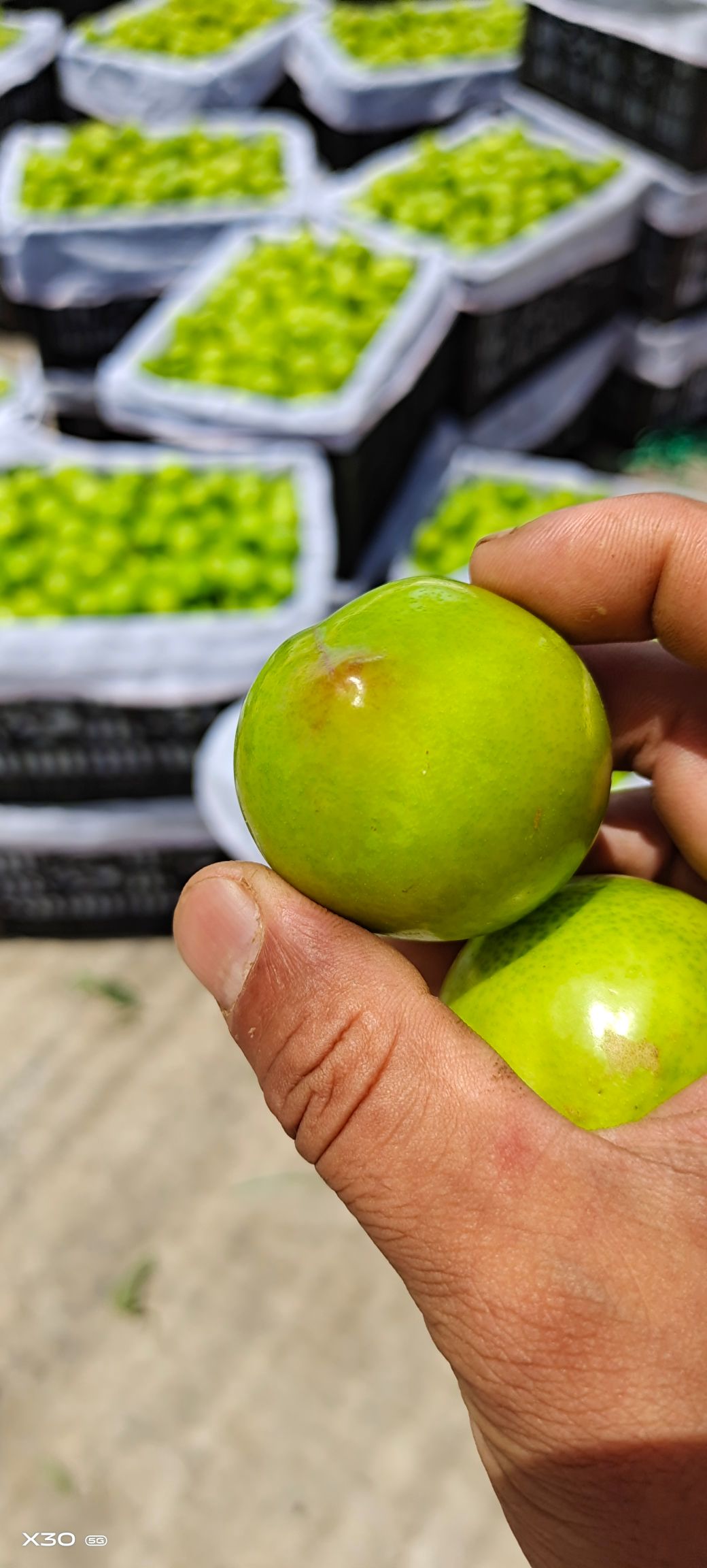 李子 河南露天大石早生李子 产地直销 保质保量代发一条龙服务