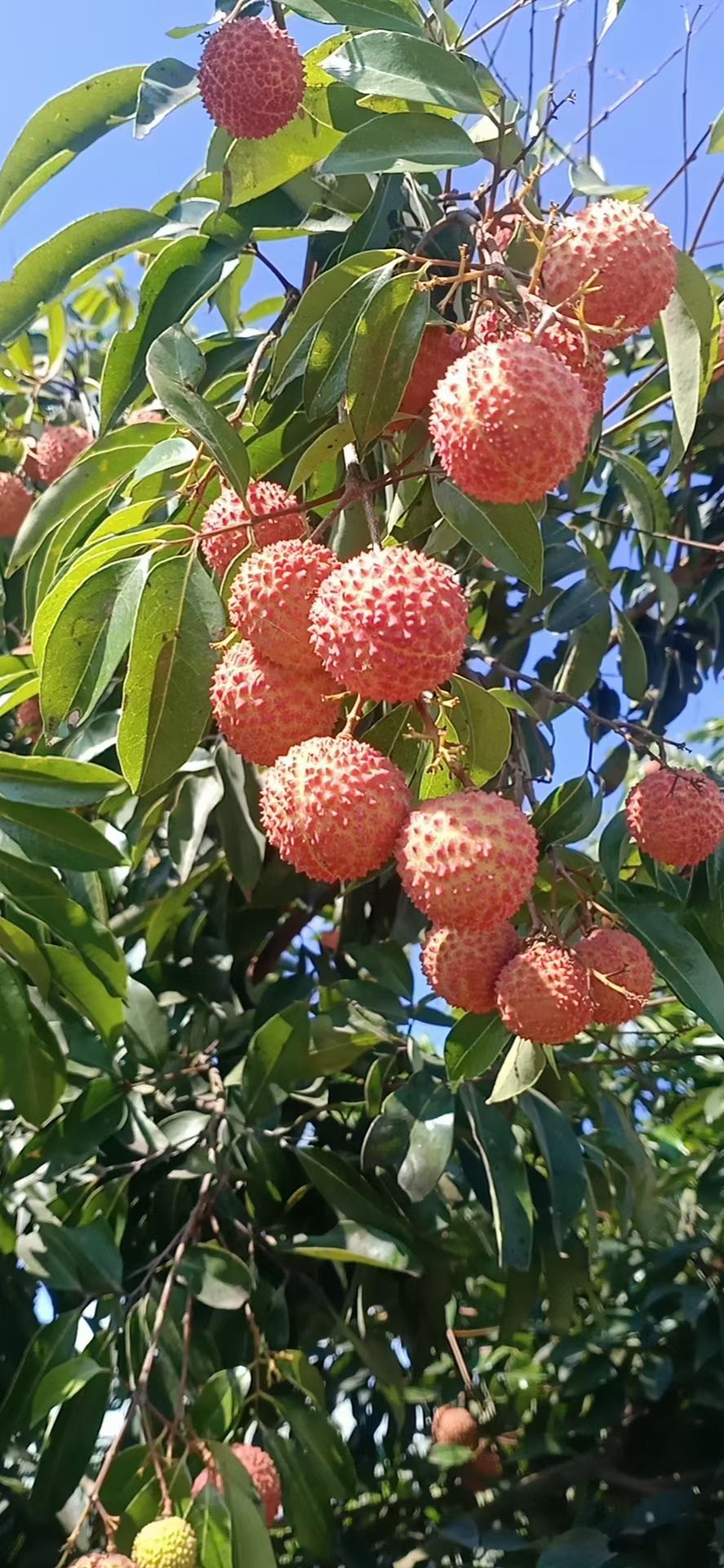 桂味荔枝 桂味