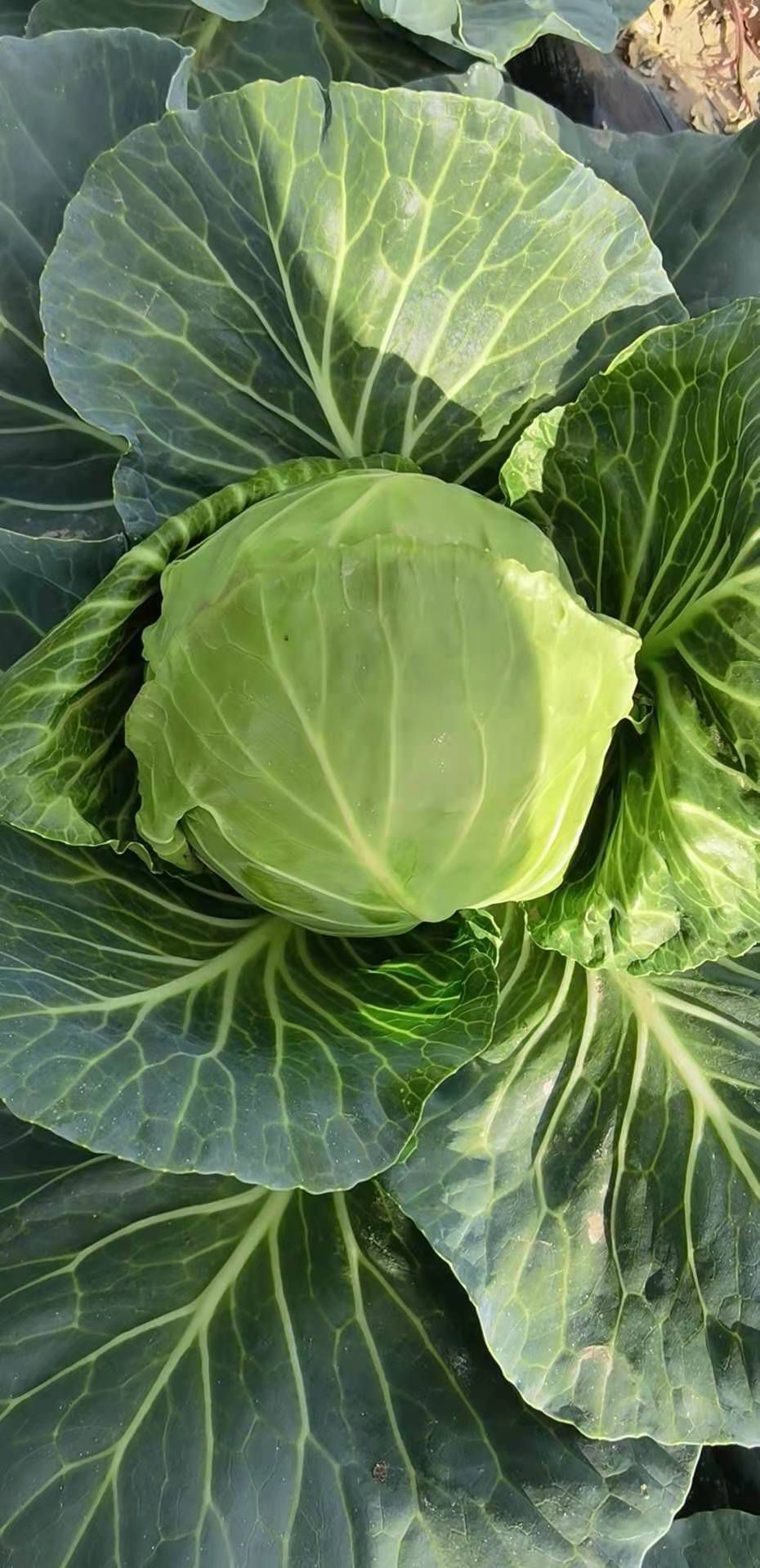 [包菜批发] 蔬菜>包菜价格0.25元/斤 - 惠农网