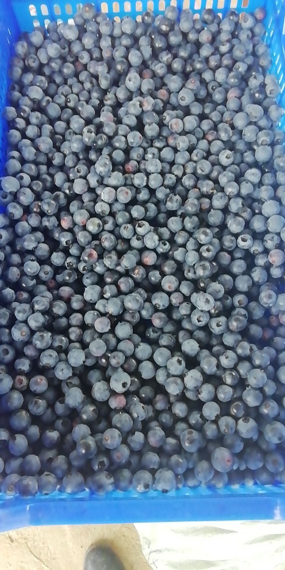 奥尼尔蓝莓 蓝莓鲜果