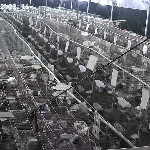 桂平市鸽子 400-500克 