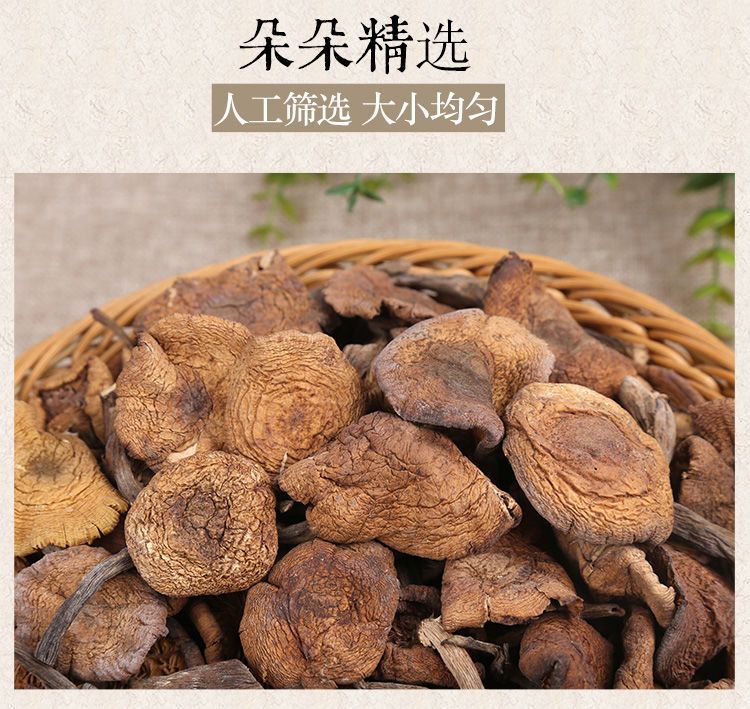 东北纯野榛蘑干货小鸡炖蘑菇批发长白山土特产榛蘑丁无根新货包邮