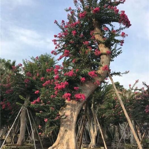 鹤峰县红花紫薇  紫薇原产地，自然成长，嫁接的，树形观赏性不错