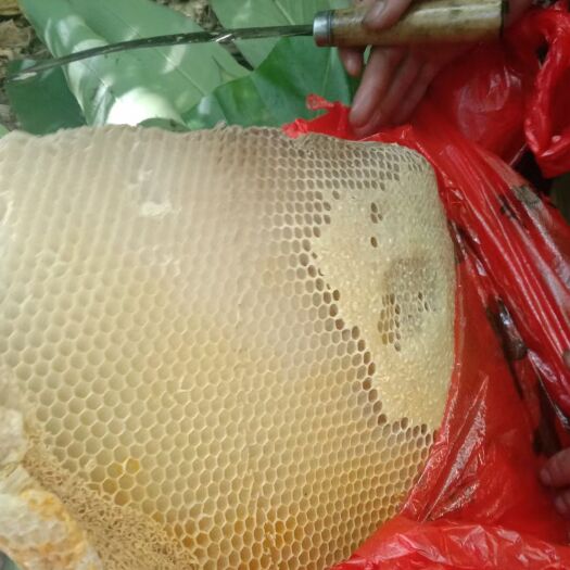 琼中县野蜂蜜  海南深山老林蜂蜜，排蜂，土蜂，