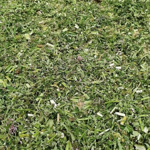 武汉 益母草切断