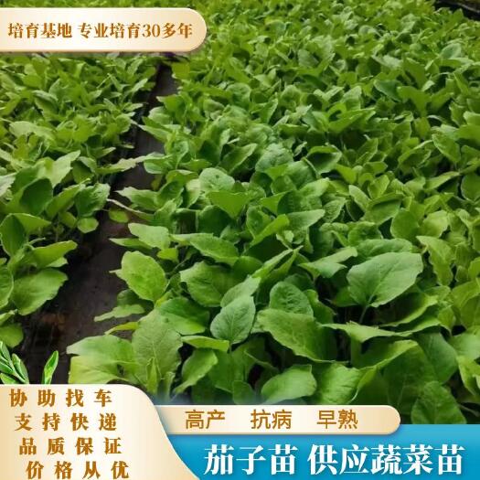 灵山县广西种苗育苗基地！大量嫁接茄子苗上市品质保证价格从优代育加工