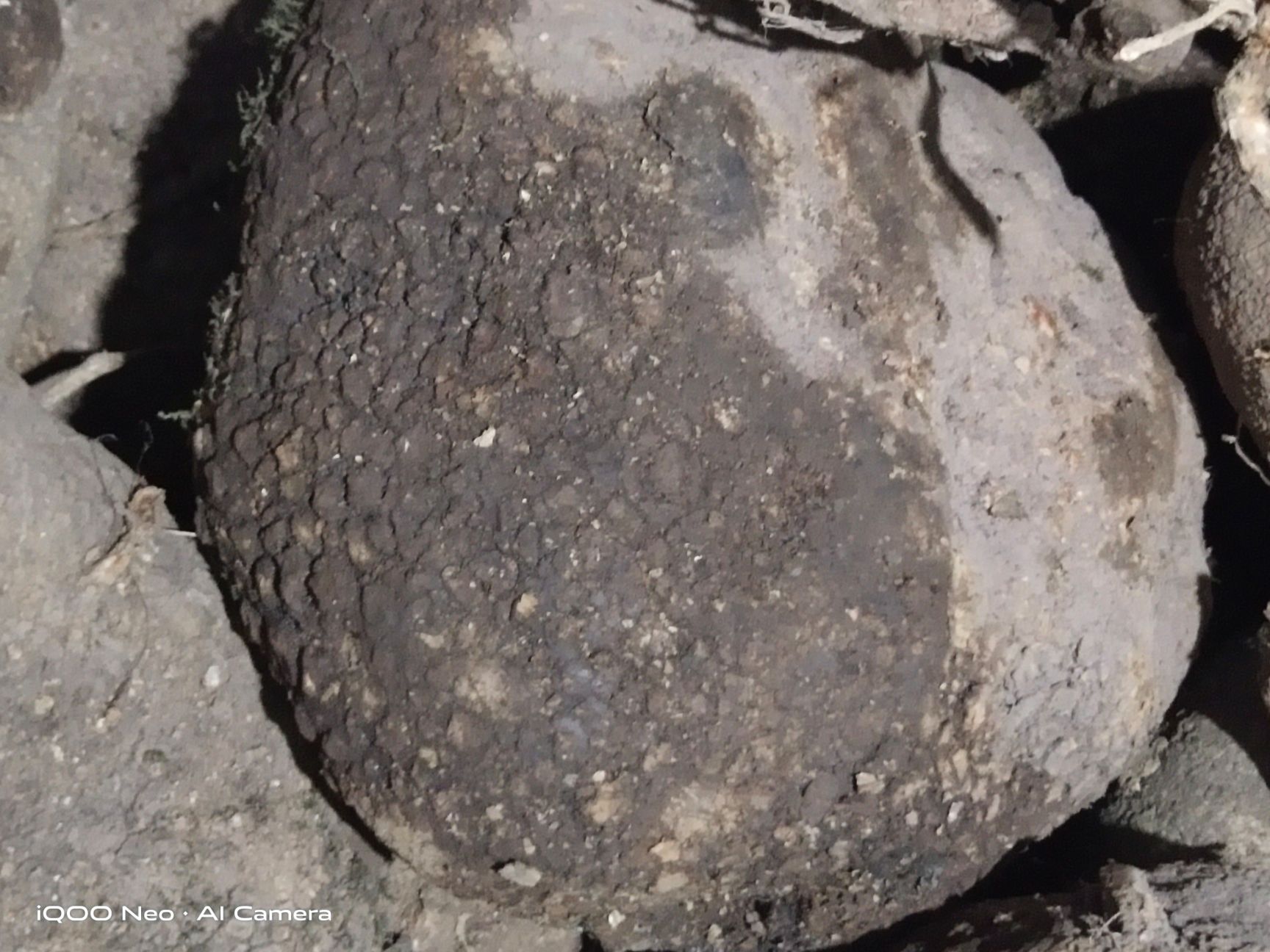 蛇莲 大货鲜货