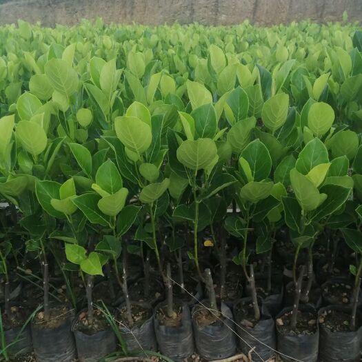 白沙县常有菠萝蜜苗  常有无胶菠萝蜜 又名金包一号 三年可结果 甜度高度31的菠萝