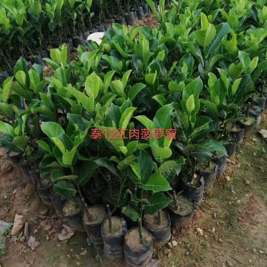 白沙县红肉菠萝蜜苗  正品泰国12红肉菠萝蜜