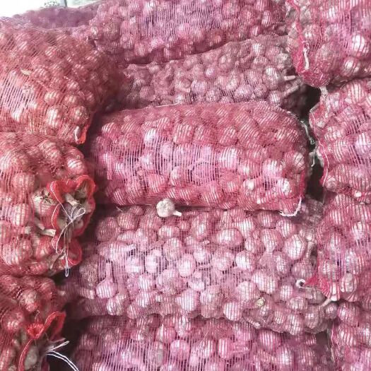 商水县红皮蒜 河南省周口市淮阳县 4.5cm以下 新蒜 库内蒜 鲜