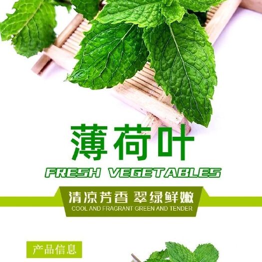抚州 新鲜薄荷