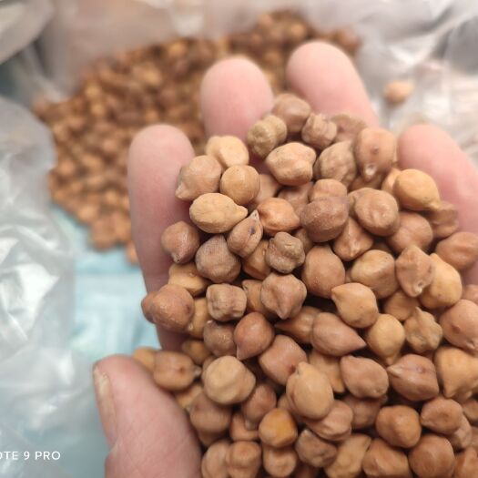 泸州大豆 豆中之王，新疆鹰嘴豆