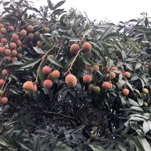 钦州黑叶荔枝十天上市 '