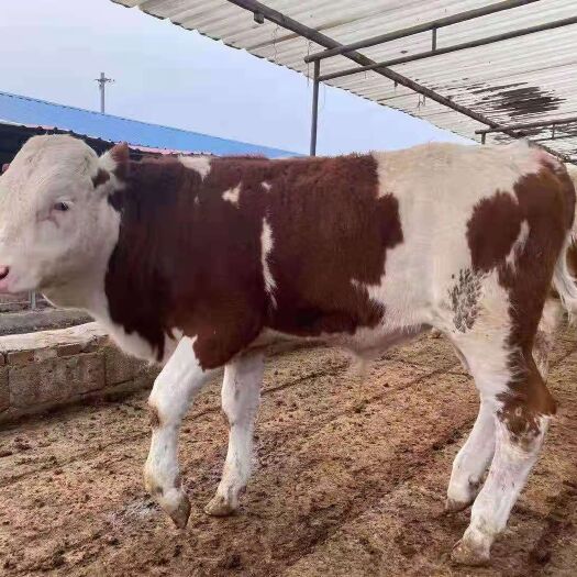 修水县肉牛  西门塔尔牛犊 厂家直供 免费送货 技术支持售后齐全