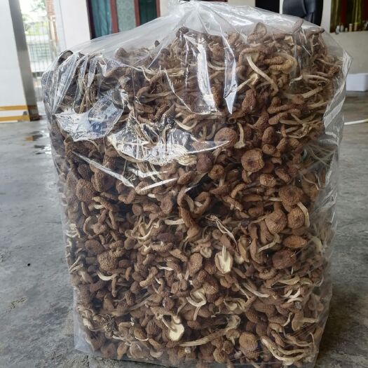 织金县茶树菇