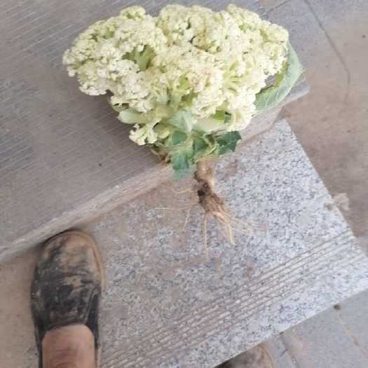 巨鹿县白花菜花  有机菜花60亩