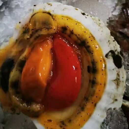 黄贝 夏邑贝，一斤4-5个