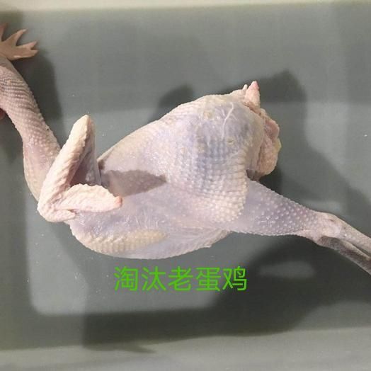 天柱县白条鸡 淘汰老母鸡蛋鸡，全净膛优品，7000斤全接可接受一口价
