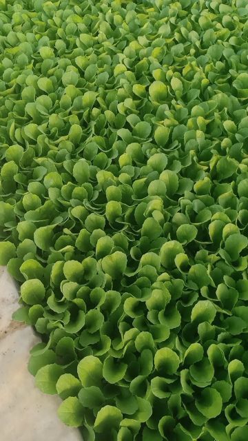 通海县 ；玉米苗：小铁头苗，大白菜苗，莴笋苗