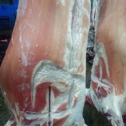 合作市 纯草原放养，羊肉