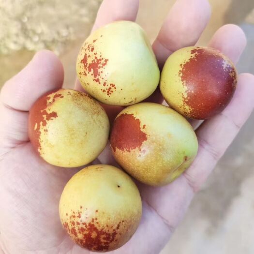 大荔县 大荔冬枣