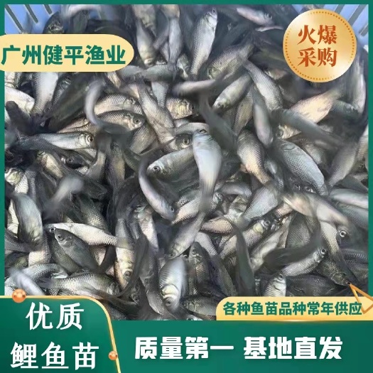 广州鲤鱼苗 建鲤鱼 （鲤鱼水花苗）全国发货安全到手