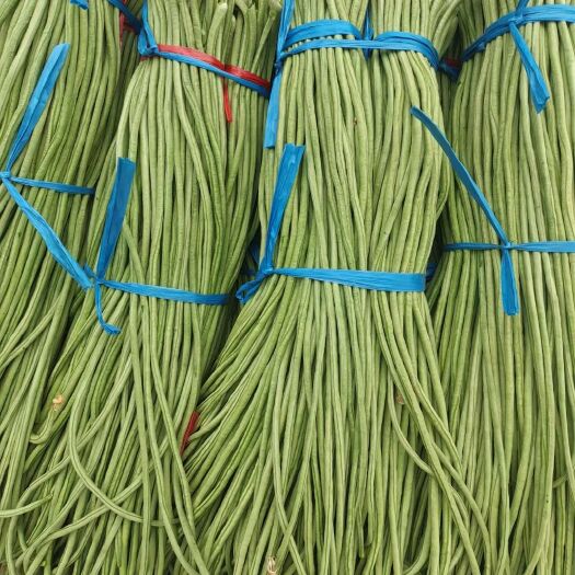 长沙 山东聊城莘县长豆角大量上市了。