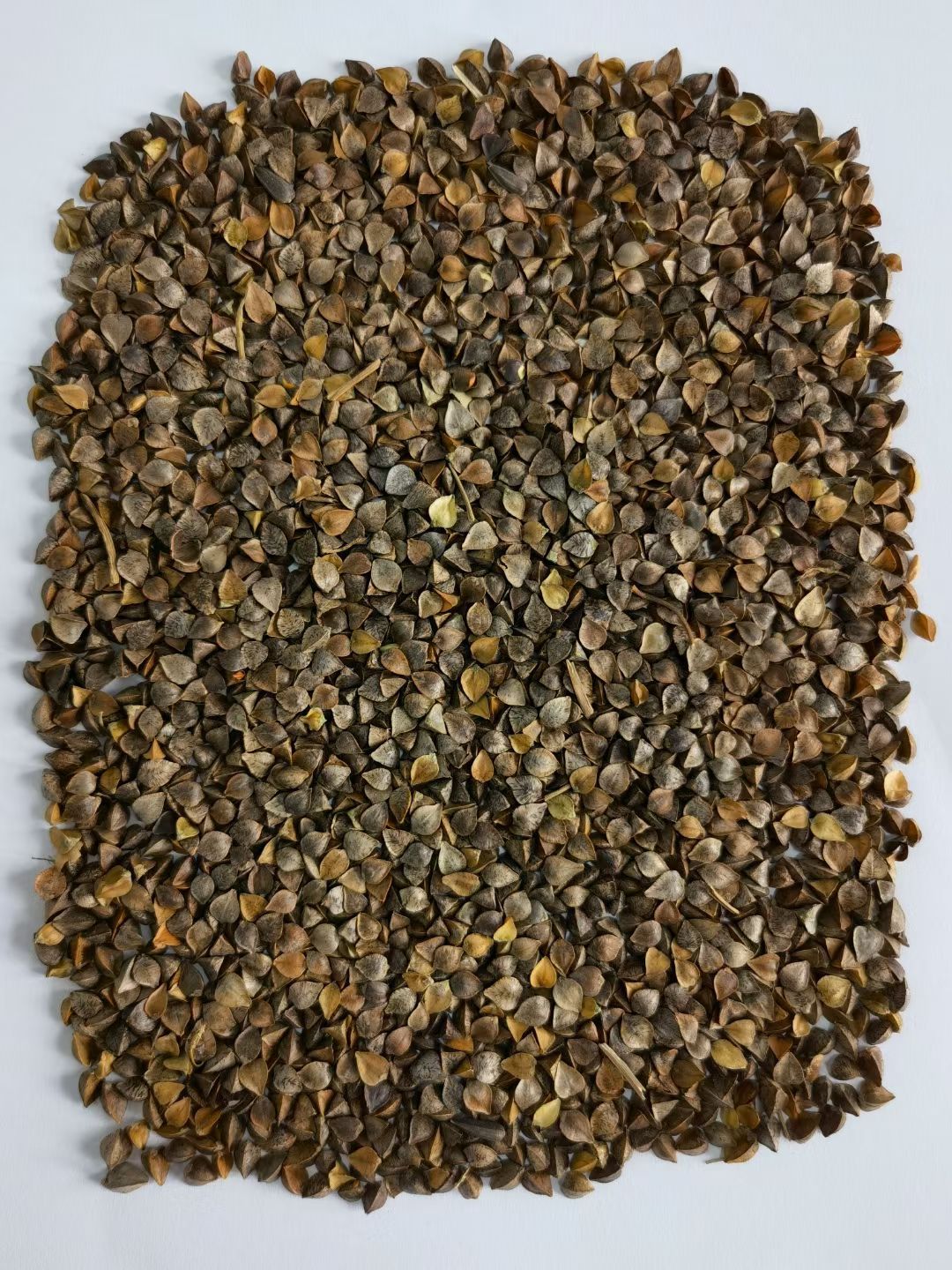 俄罗斯小颗粒荞麦