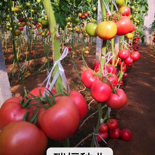 寿光市大粉番茄苗  “夏粉108”硬粉西红柿苗子，越夏西红柿苗子，