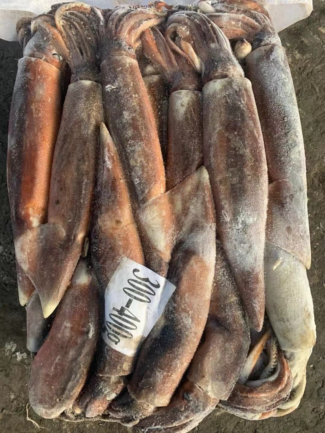 鱿鱼 船冻鱿鱼 阿根廷鱿鱼 300-400g/条